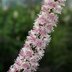 Höstsilverax - Actaea simplex 'Brunette' 2 L