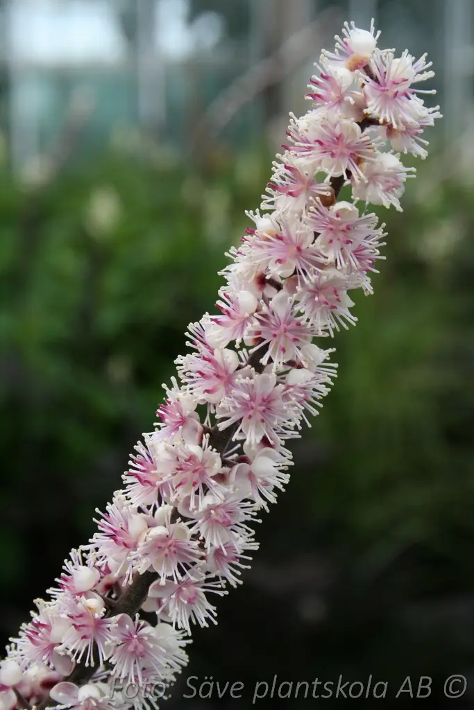 Höstsilverax - Actaea simplex 'Brunette' 2 L