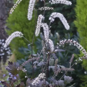 Höstsilverax - Actaea simplex 'Queen of Sheba' (PBR) 2 L