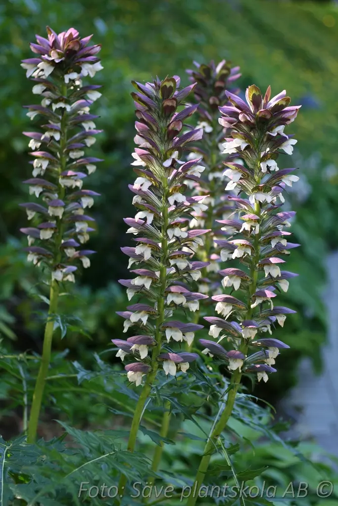 Mjukakantus - Acanthus mollis