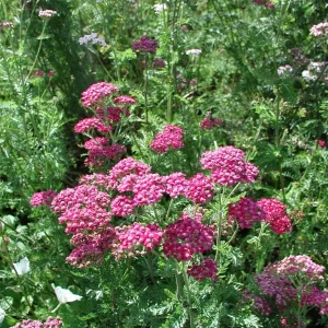Röllika - Achillea millefolium 'Cerise Queen'