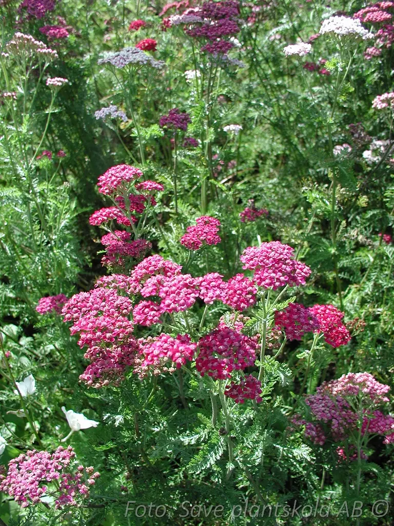 Röllika - Achillea millefolium 'Cerise Queen'