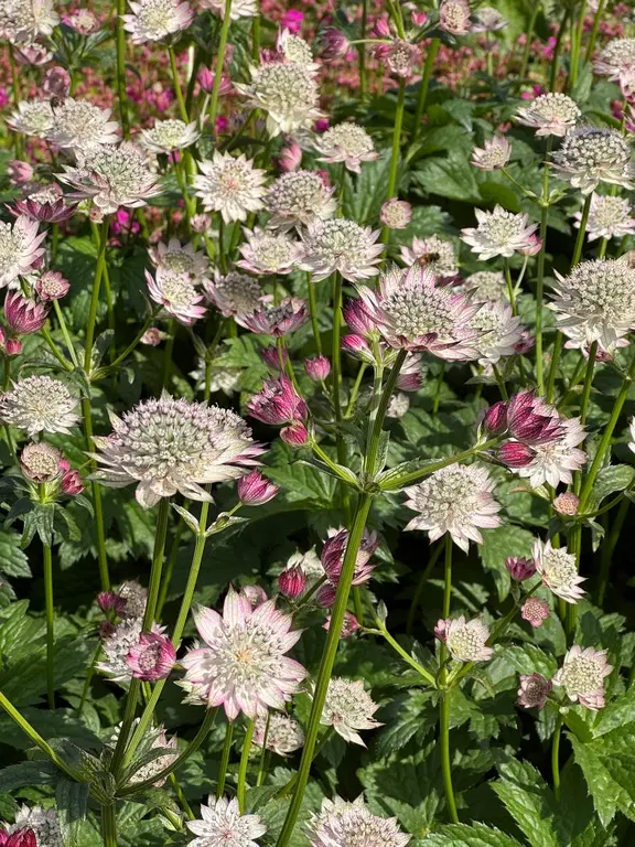 Stjärnflocka - Astrantia major 'April Love'