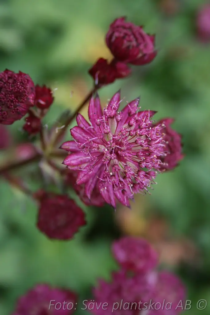 Stjärnflocka - Astrantia major 'Claret'