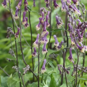 Stormhatt - Aconitum 'Purple Sparrow'