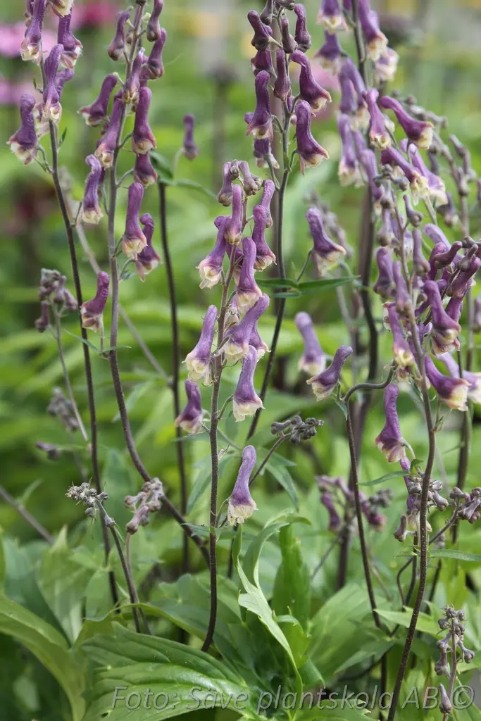 Stormhatt - Aconitum 'Purple Sparrow'