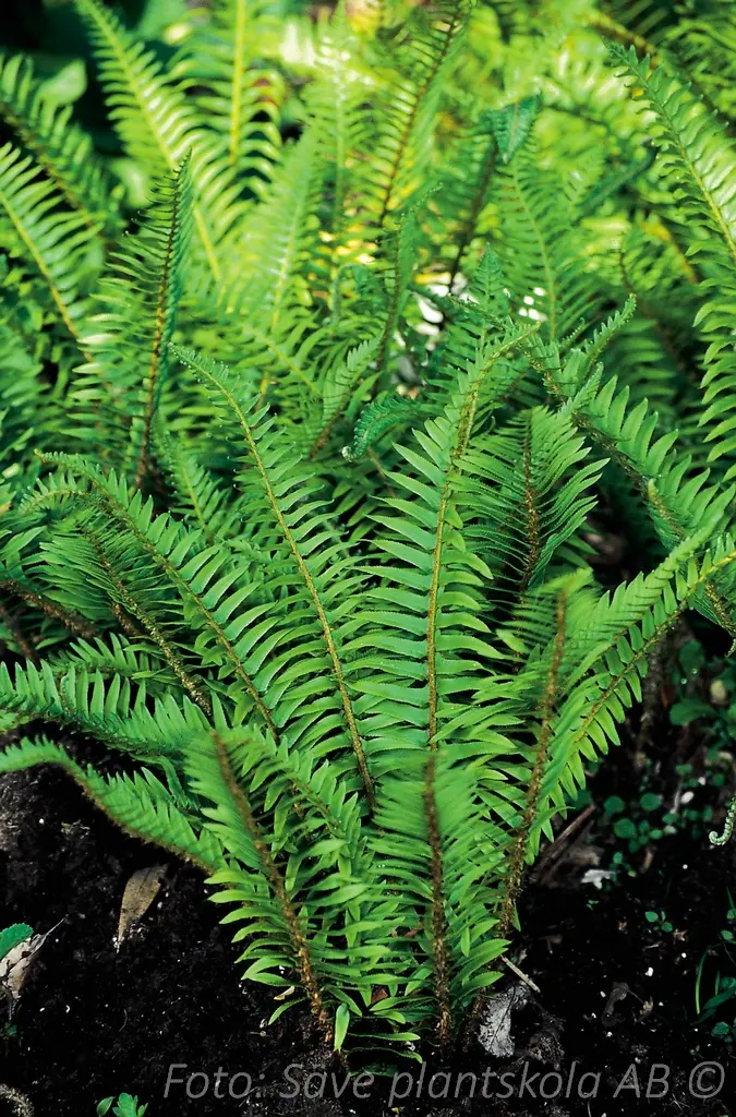 Svärdbräken - Polystichum munitum