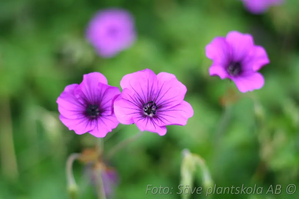 Trädgårdsnäva - Geranium 'Hexham Velvet' (PBR)