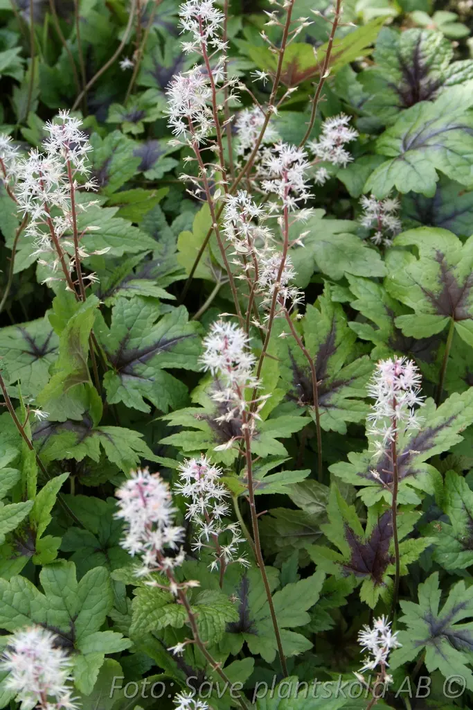 Spetsmössa - Tiarella 'Sugar and Spice' (PBR)