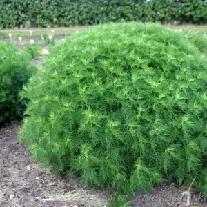 Åbrodd - Artemisia abrotanum 'Predikoväcka' GK ®