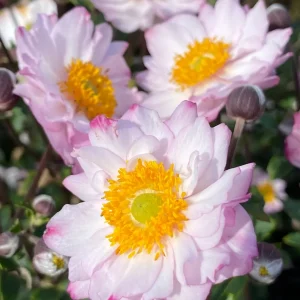 Höstanemon - Anemone hybrida 'Royal Candy'