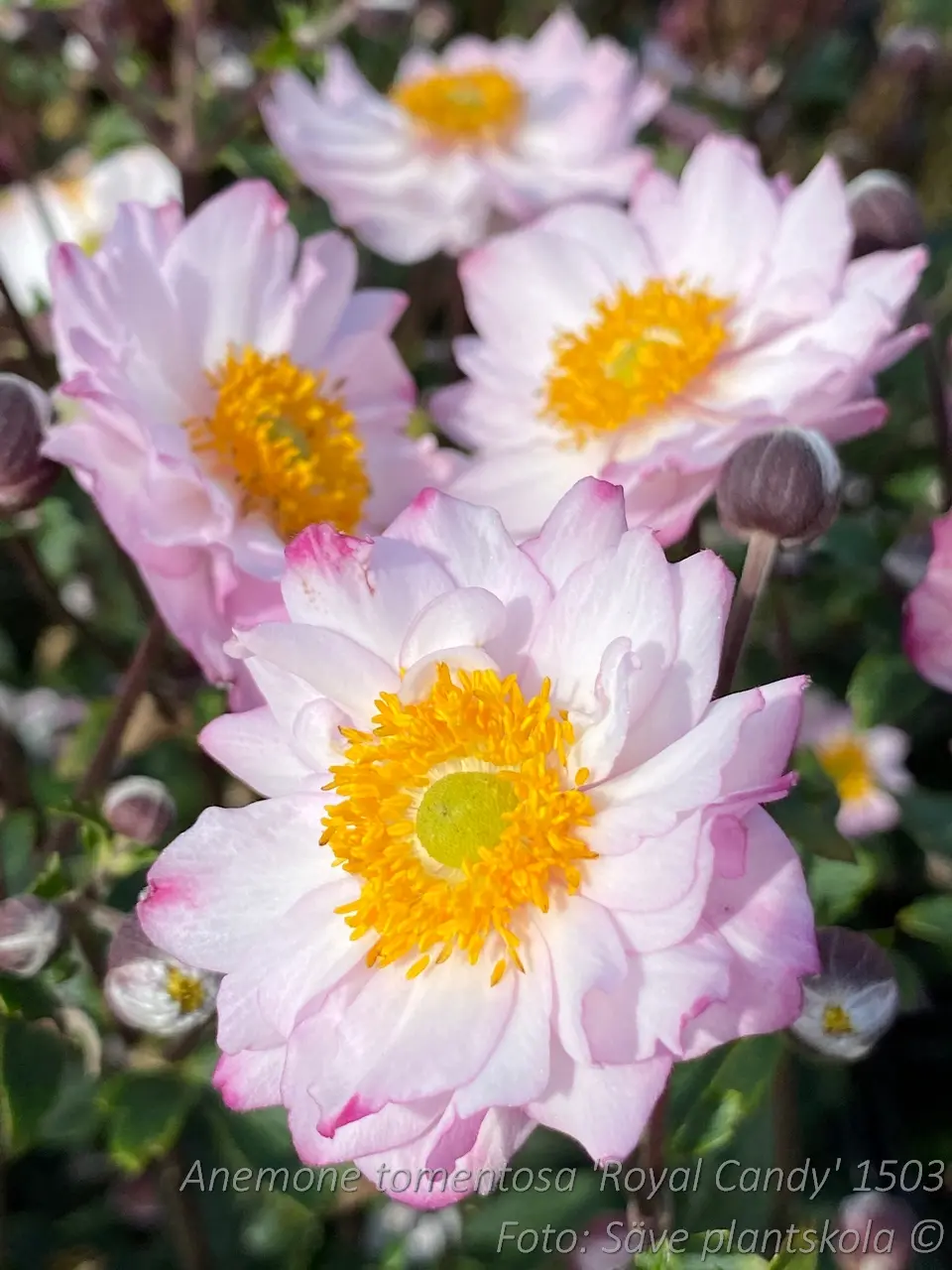 Höstanemon - Anemone hybrida 'Royal Candy'