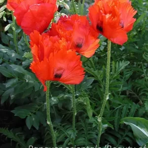 Jättevallmo - Papaver orientale 'Beauty of Livermere'