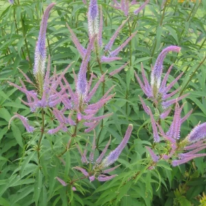 Kransveronika - Veronicastrum virginicum 'Fascination'