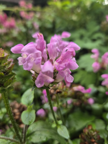 Trädgårdsbrunört - Prunella