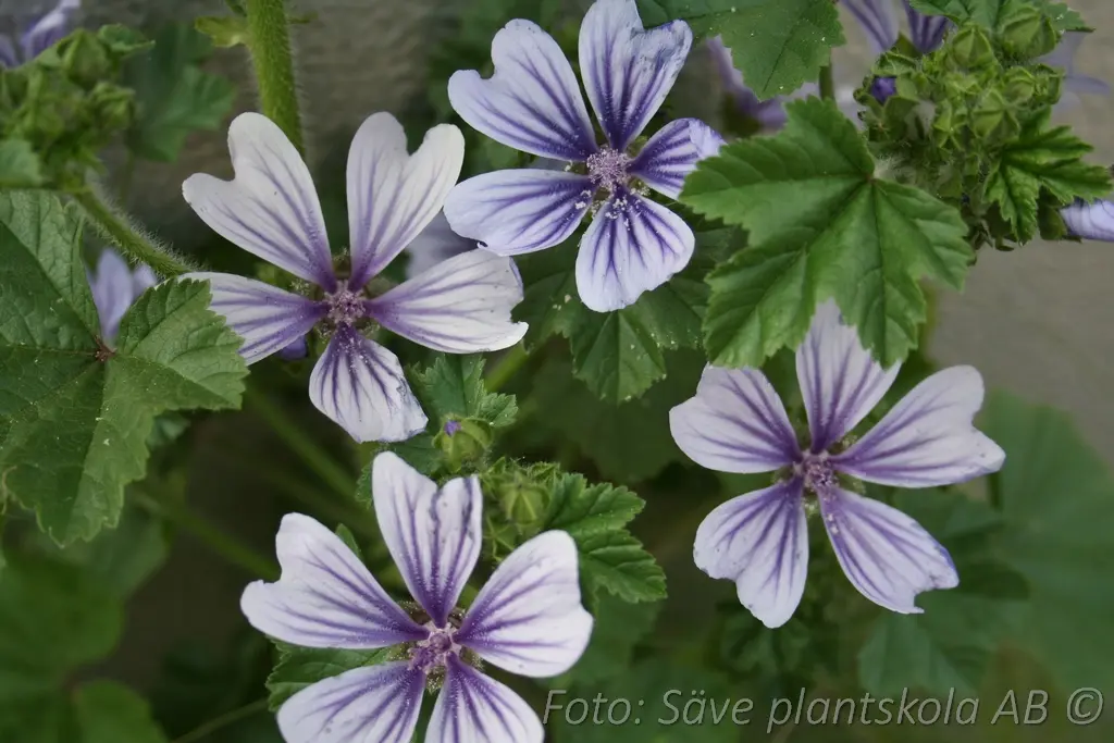 Rödmalva - Malva sylvestris MARINA ('Dema') (PBR)