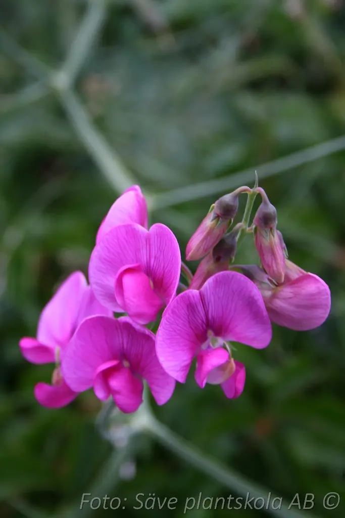 Rosenvial - Lathyrus latifolius'Red Pearl'