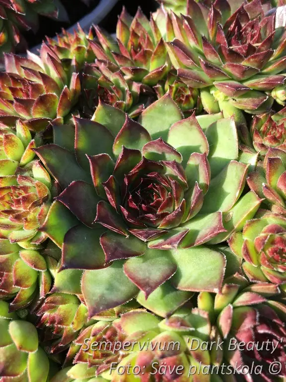 Taklök - Sempervivum 'Dark Beauty'