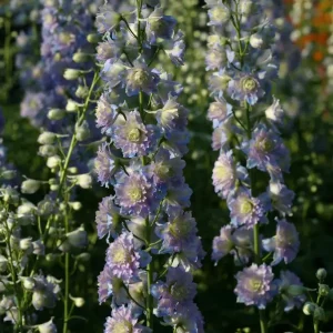 Trädgårdsriddarsporre - Delphinium Highlander-serien 'Moonlight' (PBR)