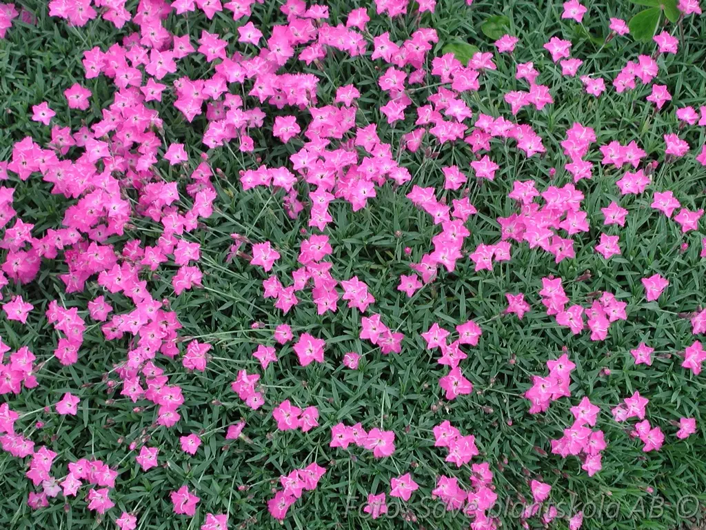 Bergnejlika - Dianthus gratianopolitanus 'Carmineus'