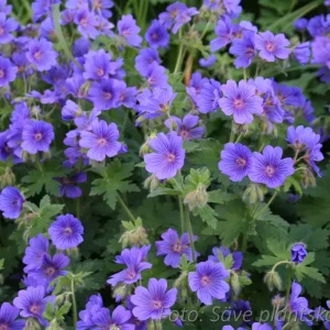 Kungsnäva - Geranium magnificum 'Rosemoor'