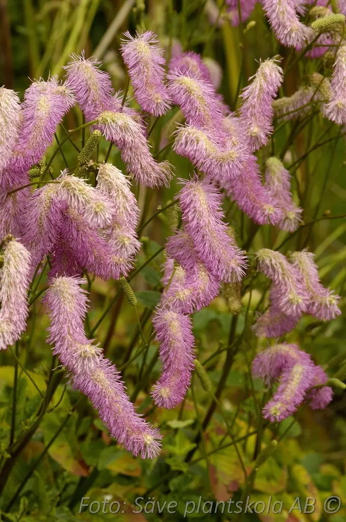 Nickpimpinell - Sanguisorba hakusanensis 'Pink Brushes'