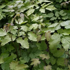 Spjutsilverax - Actaea cordifolia