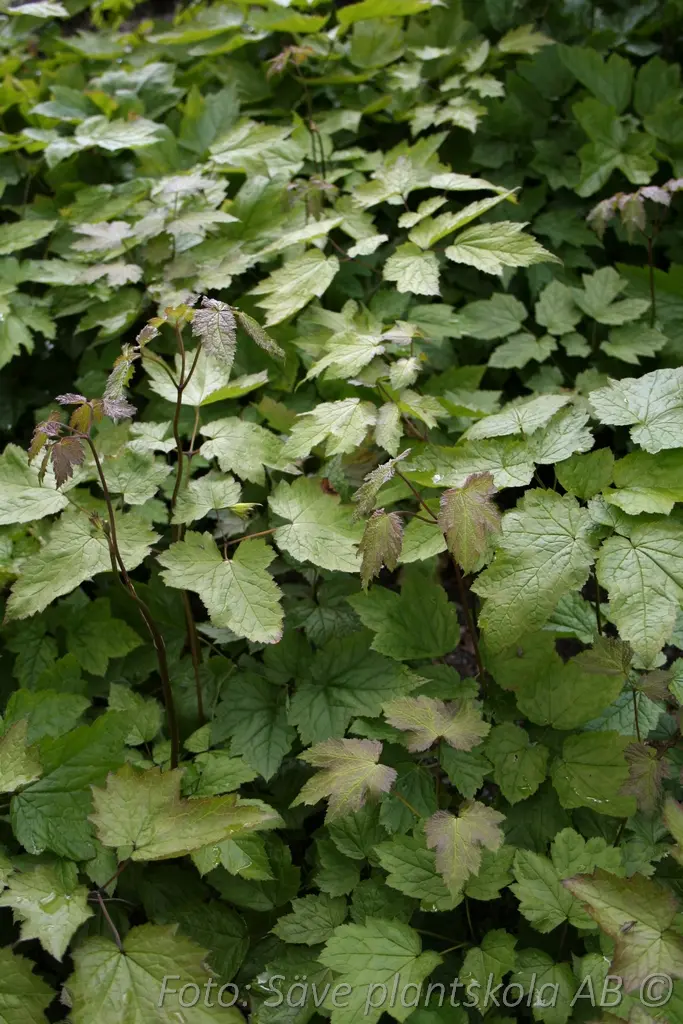 Spjutsilverax - Actaea cordifolia