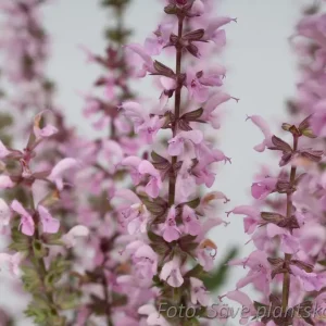 Stäppsalvia - Salvia nemorosa 'Feathers Flamingo'