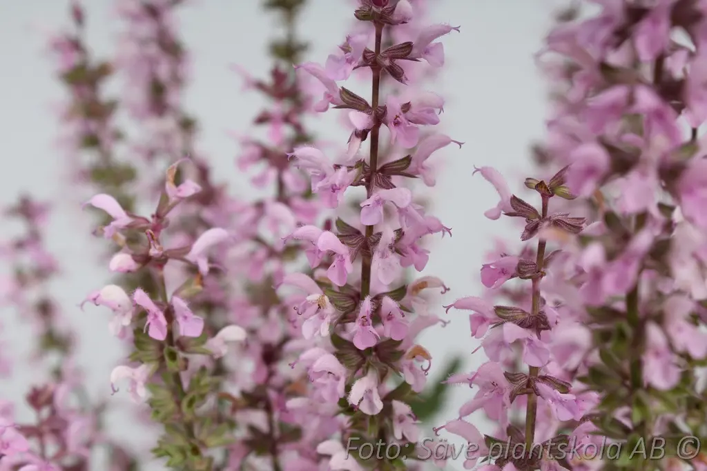 Stäppsalvia - Salvia nemorosa 'Feathers Flamingo'