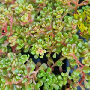 Oregonfetknopp - Sedum oreganum