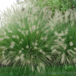 Lampborstgräs - Pennisetum (Cenchrus) alopecuroides 'Hameln'