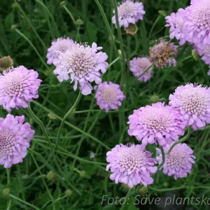 Fältvädd - Scabiosa columbaria 'Pink Mist'