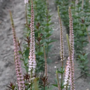 Kransveronika - Veronicastrum virginicum 'Erica'