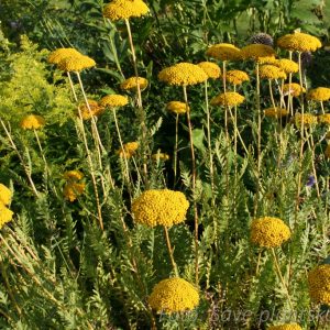 Praktröllika - Achillea filipendulina 'Parker's Variety'