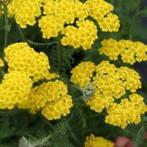 Gyllenröllika - Achillea 'Little Moonshine' (PBR)
