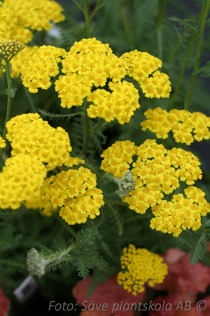 Gyllenröllika - Achillea 'Little Moonshine' (PBR)