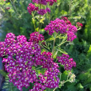 Röllika - Achillea millefolium 'Cassis'