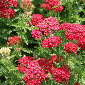 Röllika - Achillea millifolium ‘Red Velvet'