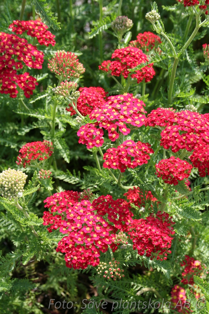 Röllika - Achillea millifolium ‘Red Velvet'