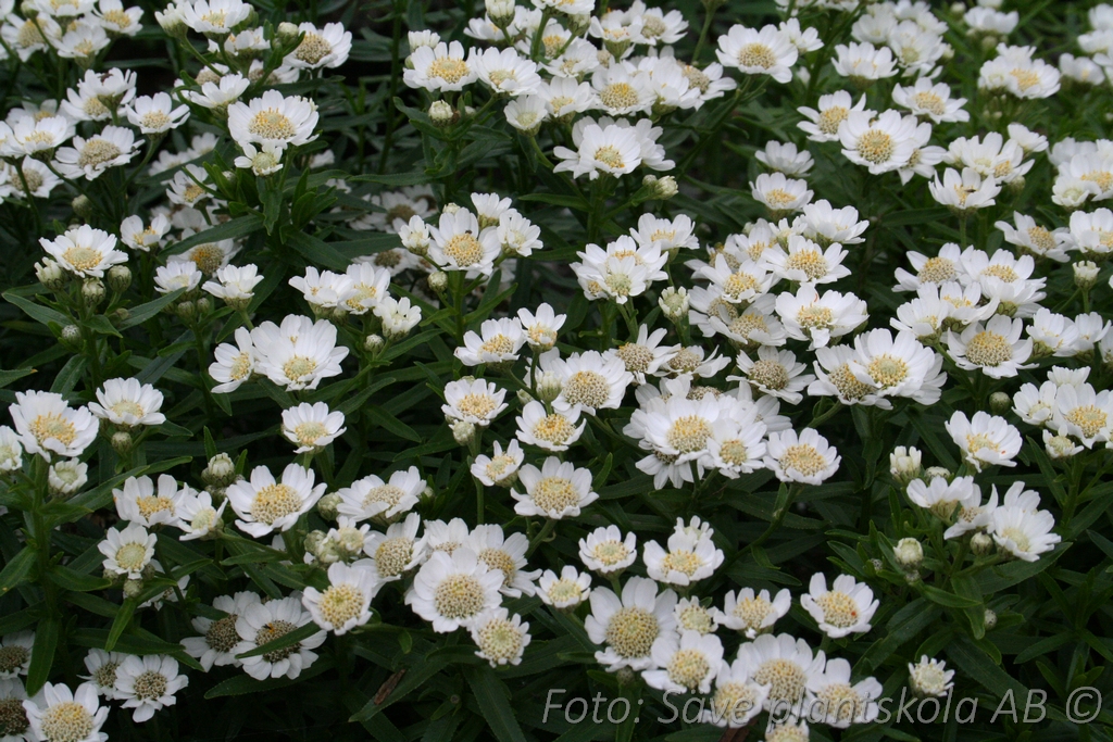 Nysört - Achillea ptarmica 'Nana Compacta'