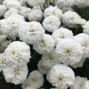 Vitpytta - Achillea ptarmica var.multiplex 'Peter Cottontail'