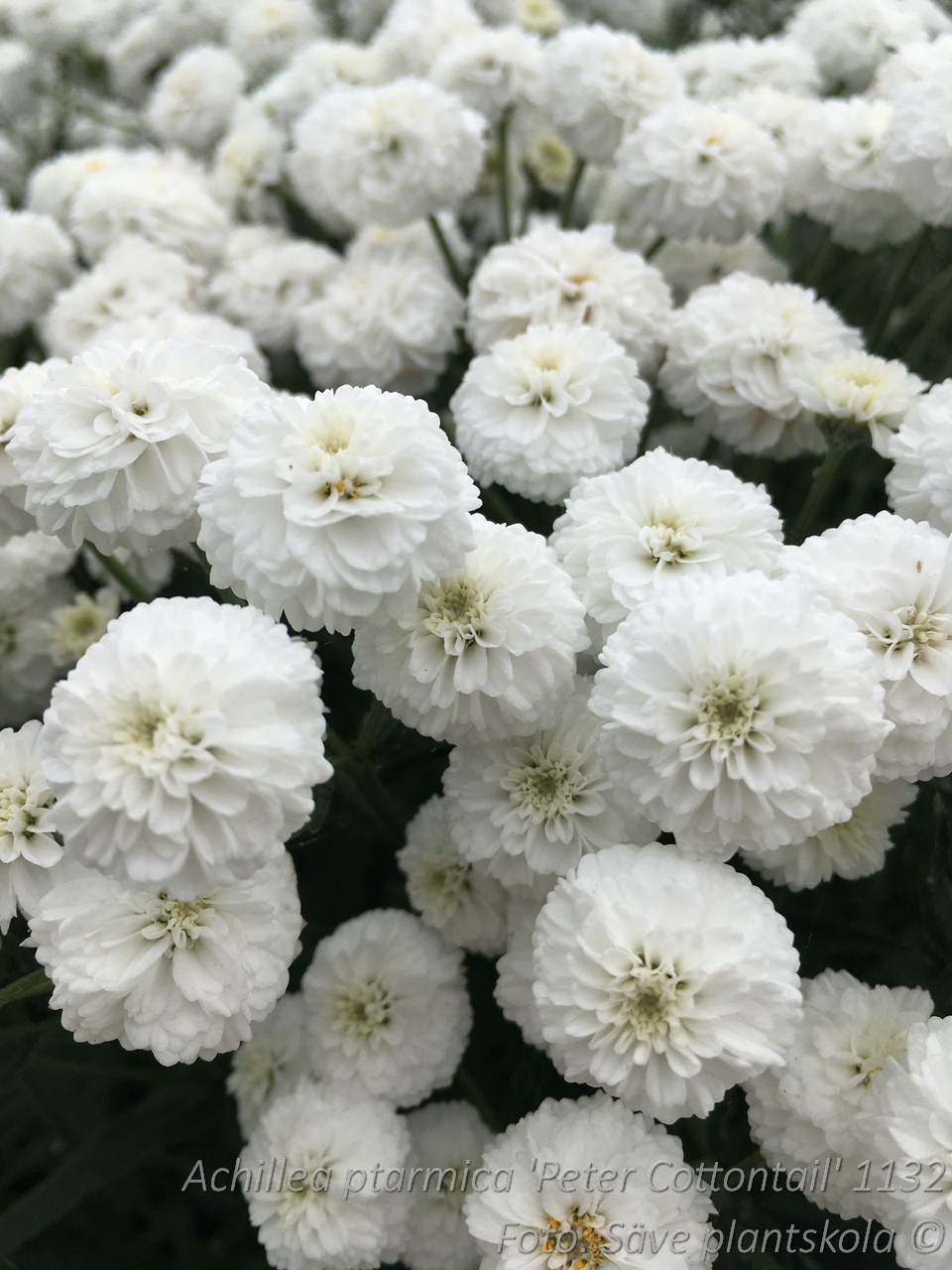 Vitpytta - Achillea ptarmica var.multiplex 'Peter Cottontail'