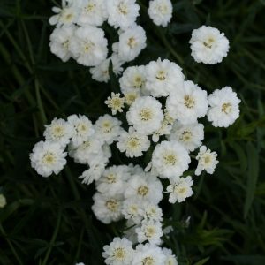 Vitpytta - Achillea ptarmica ‘The Pearl’