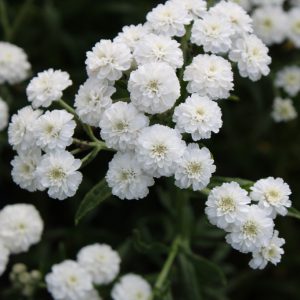 Vitpytta - Achillea ptarmica var.multiplex 'Marsliden' GK ®