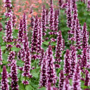 Anisisop - Agastache 'Beelicious Pink'