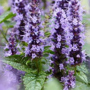 Koreansk anisisop - Agastache rugosa ‘Little Adder’ 