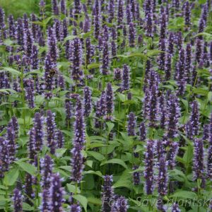 Koreansk anisisop - Agastache rugosa ‘Black Adder’ 
