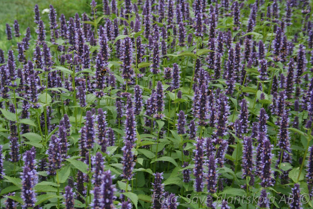 Koreansk anisisop - Agastache rugosa ‘Black Adder’