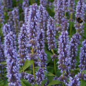 Anisisop - Agastache foenicul. ‘Blue Fortune’